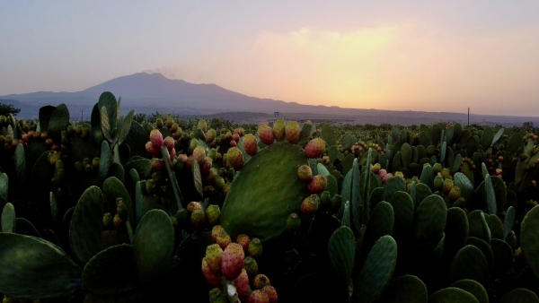 Video per LaCMed- Fichi d&#039;India Siciliani nel cuore del Mediterraneo